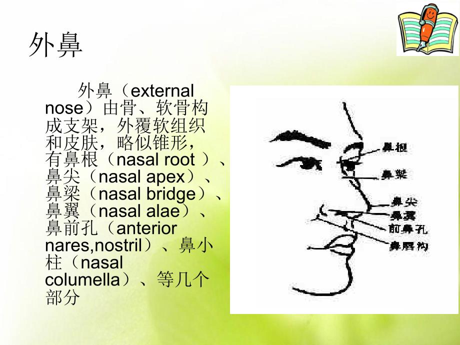 鼻的应用解剖学及生理学_第3页