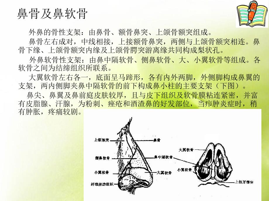 鼻的应用解剖学及生理学_第4页