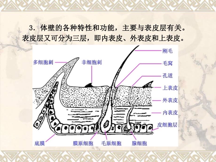 体壁和肌肉303_第3页