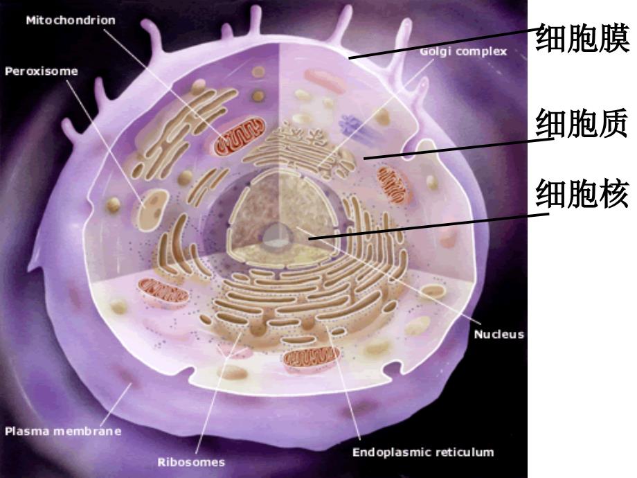 高中生物必修一细胞核_第2页