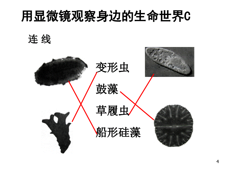 第一单元第7课用显微镜观察身边的生命世界三PPT课件_第4页