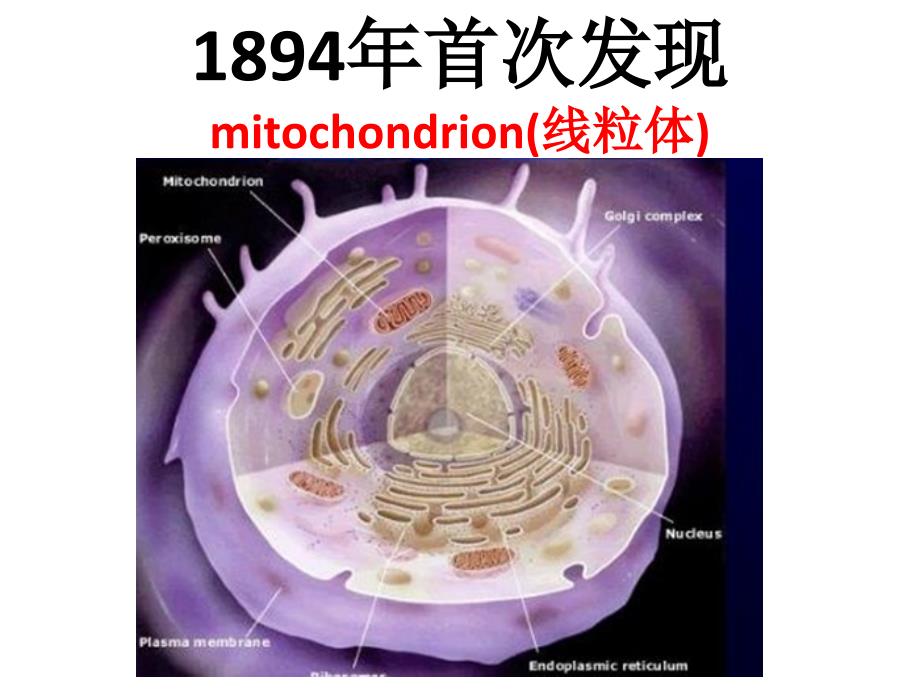 刘子美粒体疾病ppt课件_第4页