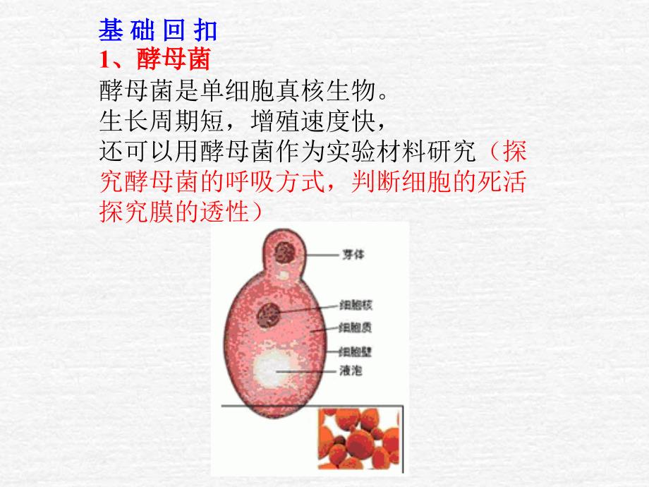 探究培养液中酵母菌种群数量的变化_第2页