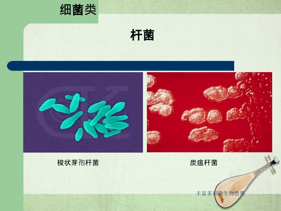 丰富多彩微生物世界课件_第2页