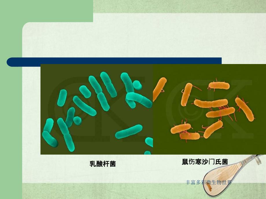 丰富多彩微生物世界课件_第4页