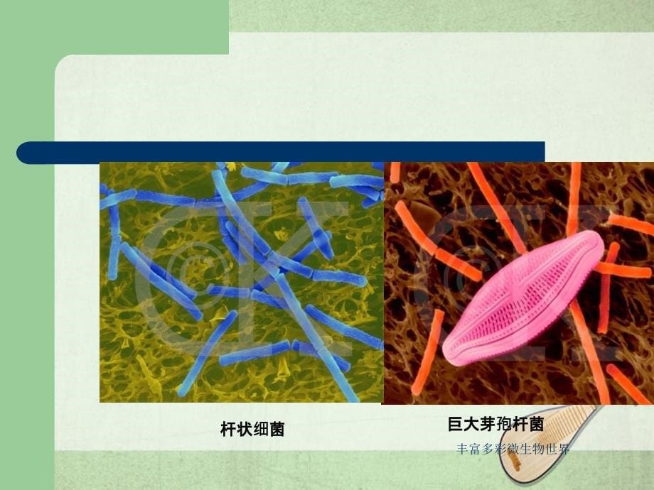 丰富多彩微生物世界课件_第5页