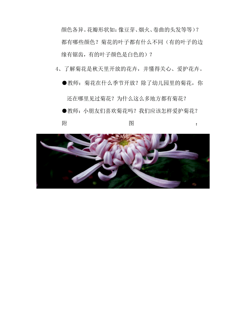 中班科学课《美丽的菊花》教案.docx_第3页