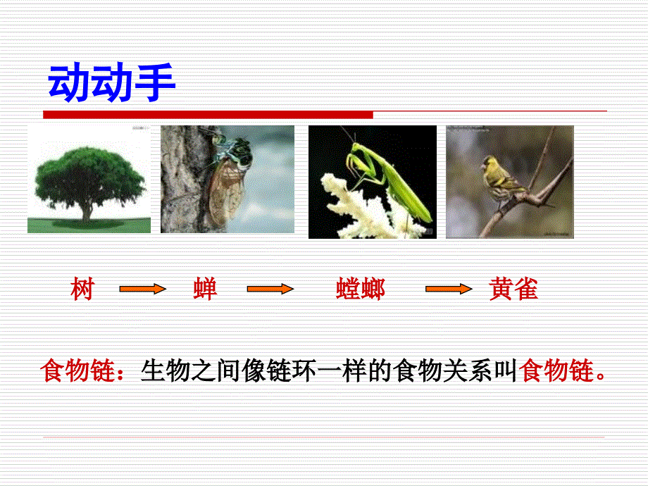 《有趣的食物链》PPT课件_第2页