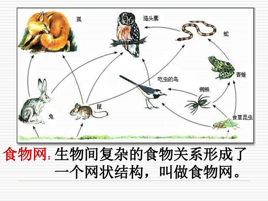 《有趣的食物链》PPT课件_第4页