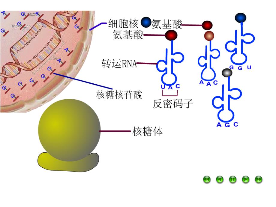 高中生物基因对性状的控制课件_第2页