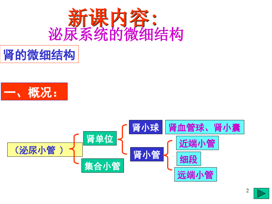 泌尿系统微细结构_第2页