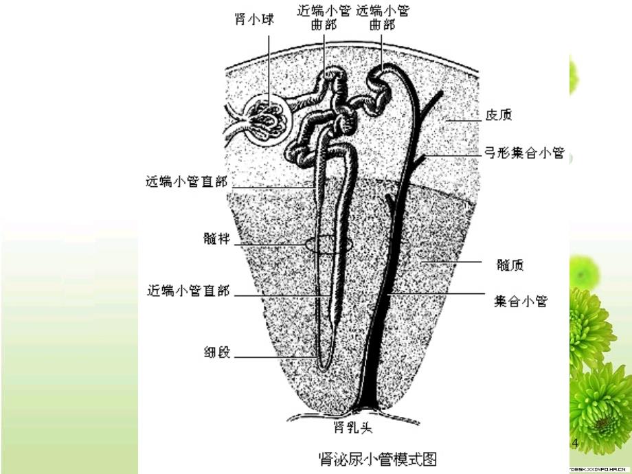 泌尿系统微细结构_第4页