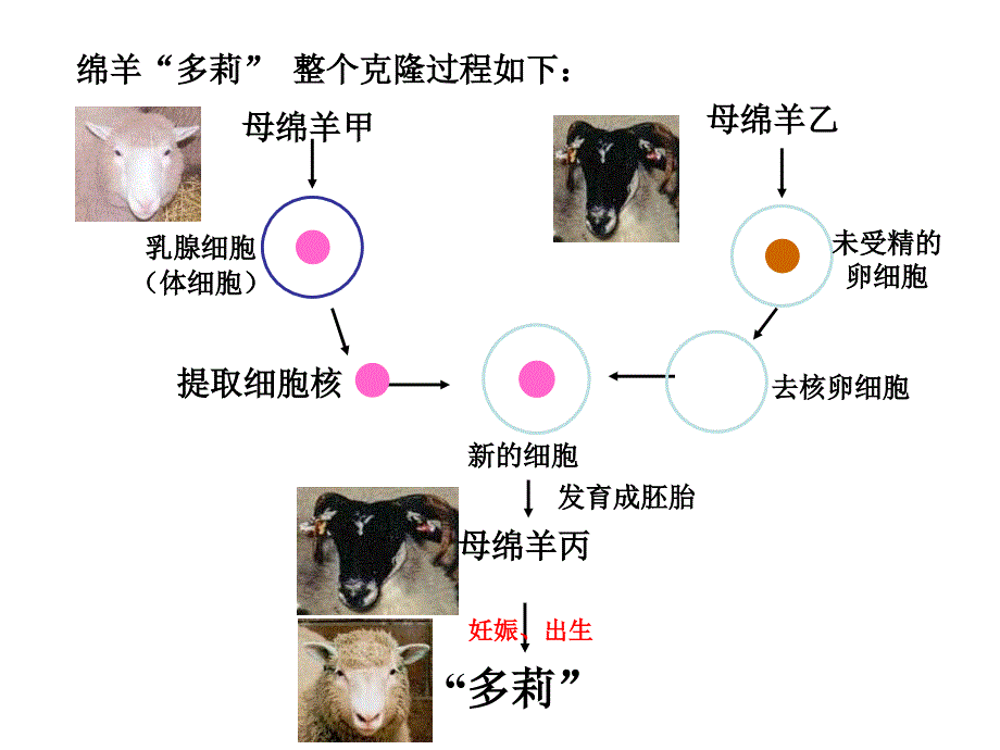 人教版高中生物课件细胞核－系统的控制中心_第1页