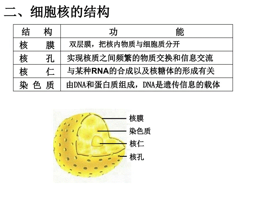 人教版高中生物课件细胞核－系统的控制中心_第3页