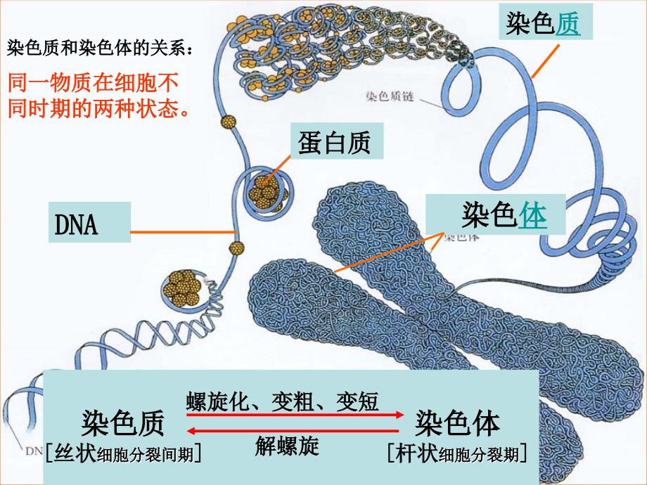 人教版高中生物课件细胞核－系统的控制中心_第4页