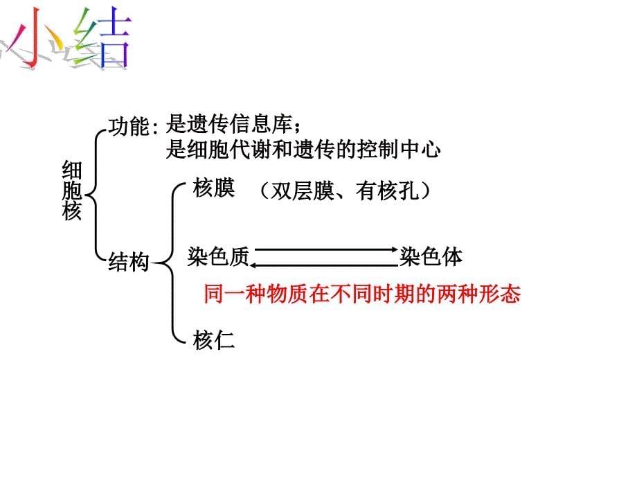 人教版高中生物课件细胞核－系统的控制中心_第5页