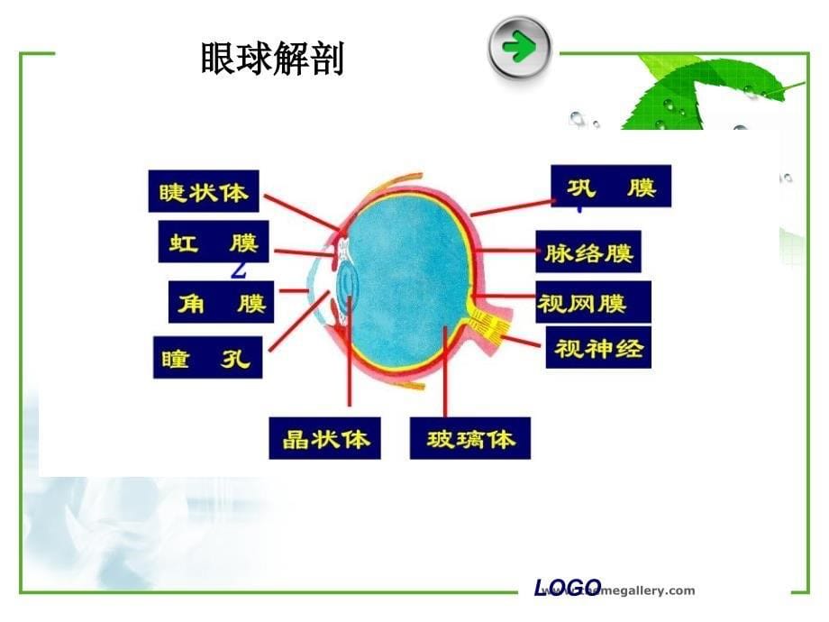 瞳孔变化的临床意义_第5页