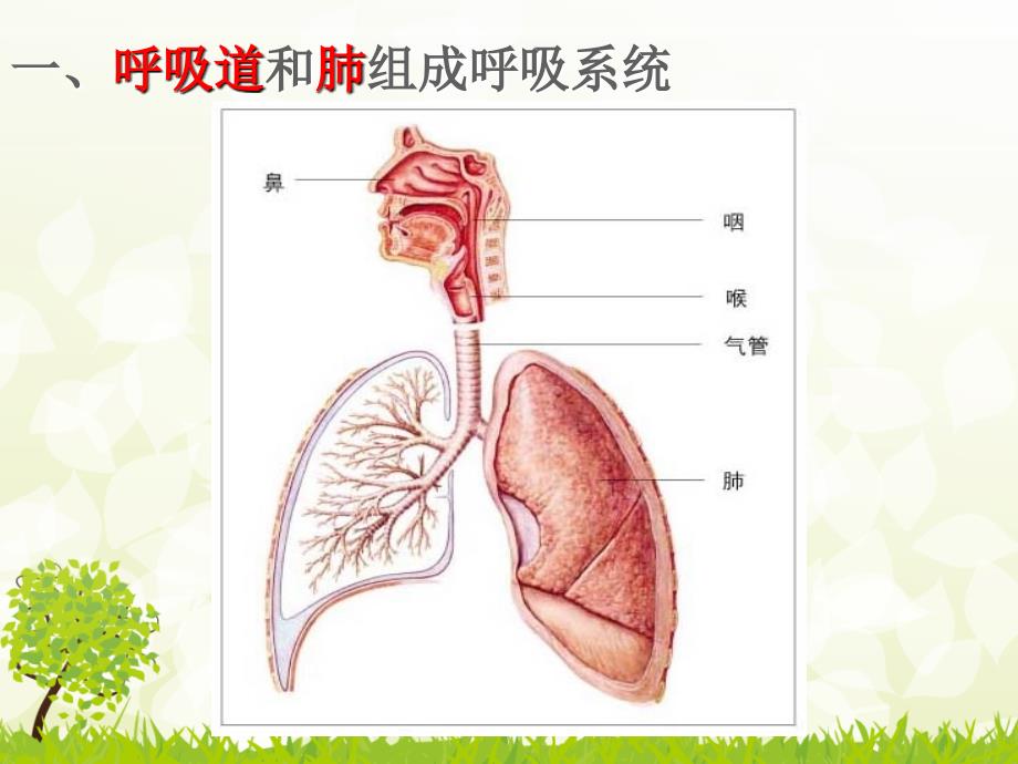 北师大版七年级生物下册第十章第二节人体细胞获得氧气的过程Devon.su电子教案_第2页