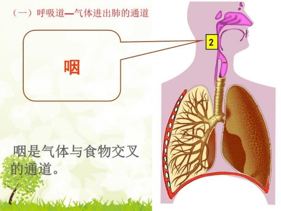 北师大版七年级生物下册第十章第二节人体细胞获得氧气的过程Devon.su电子教案_第4页