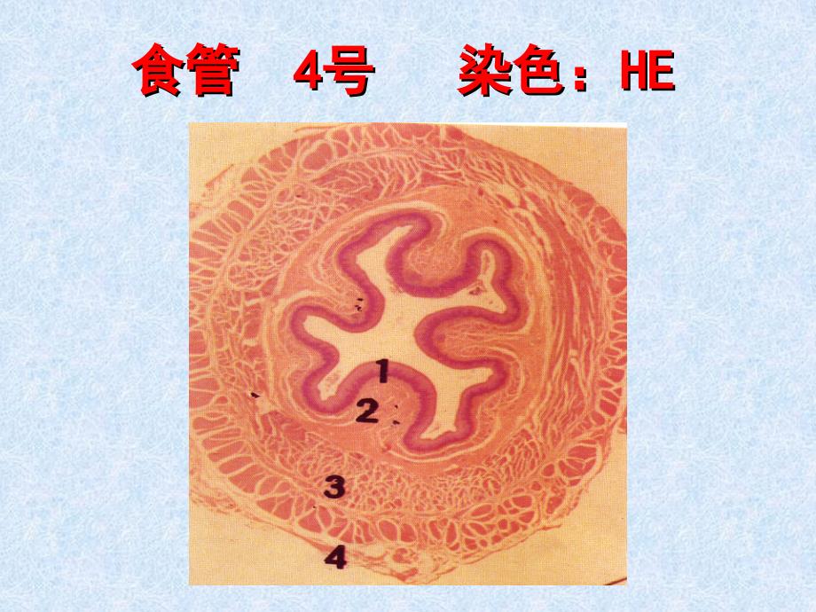 医学实验消化管_第3页