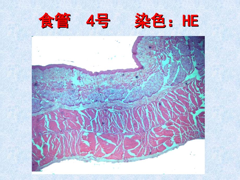 医学实验消化管_第4页