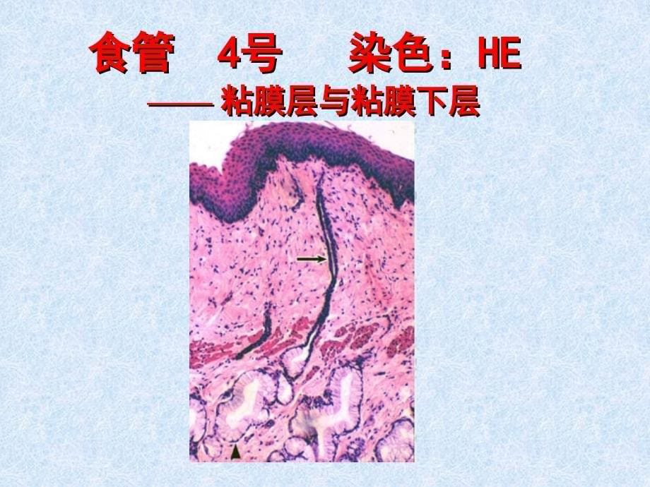 医学实验消化管_第5页