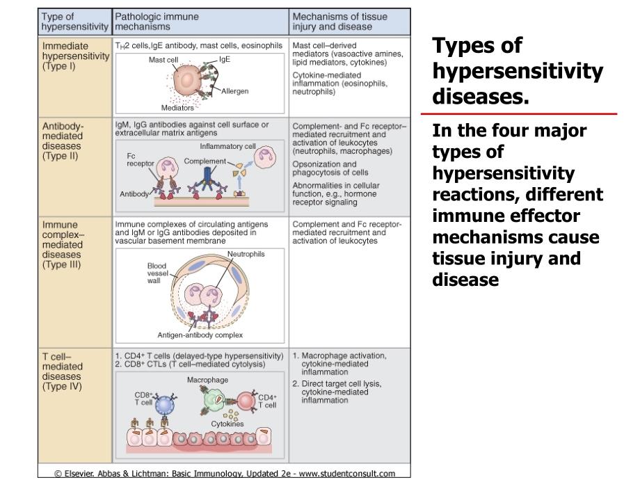 医学免疫学英文版课件：Hypersensitivity (超敏反应)_第4页