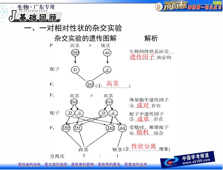 必修第节孟德尔的豌豆杂交实验_第4页