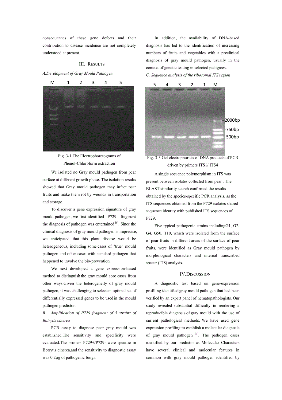 外文翻译--Molecular Diagnosis of Gray Mould Pathogen On Fruits And Vegetables_第3页