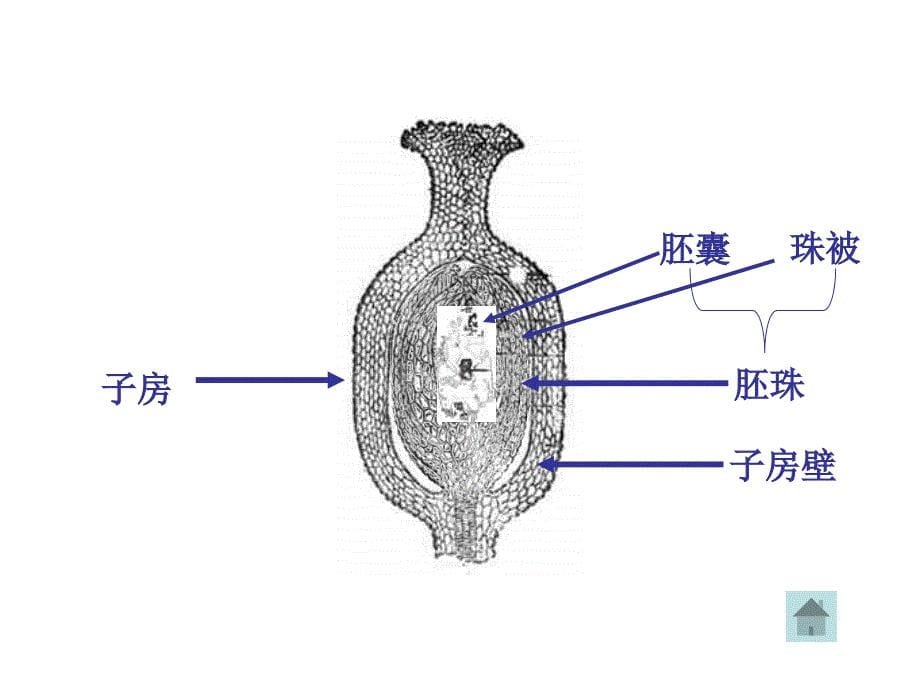 被子植物的个体发育(复习)_第5页