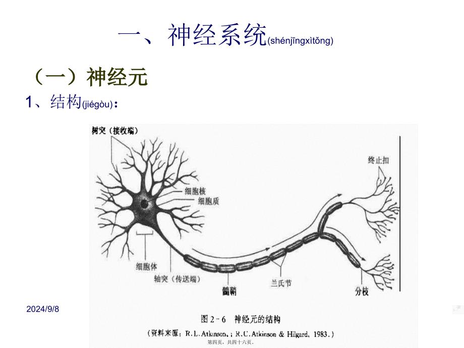 医学专题—主要是大脑皮质的功能_第4页