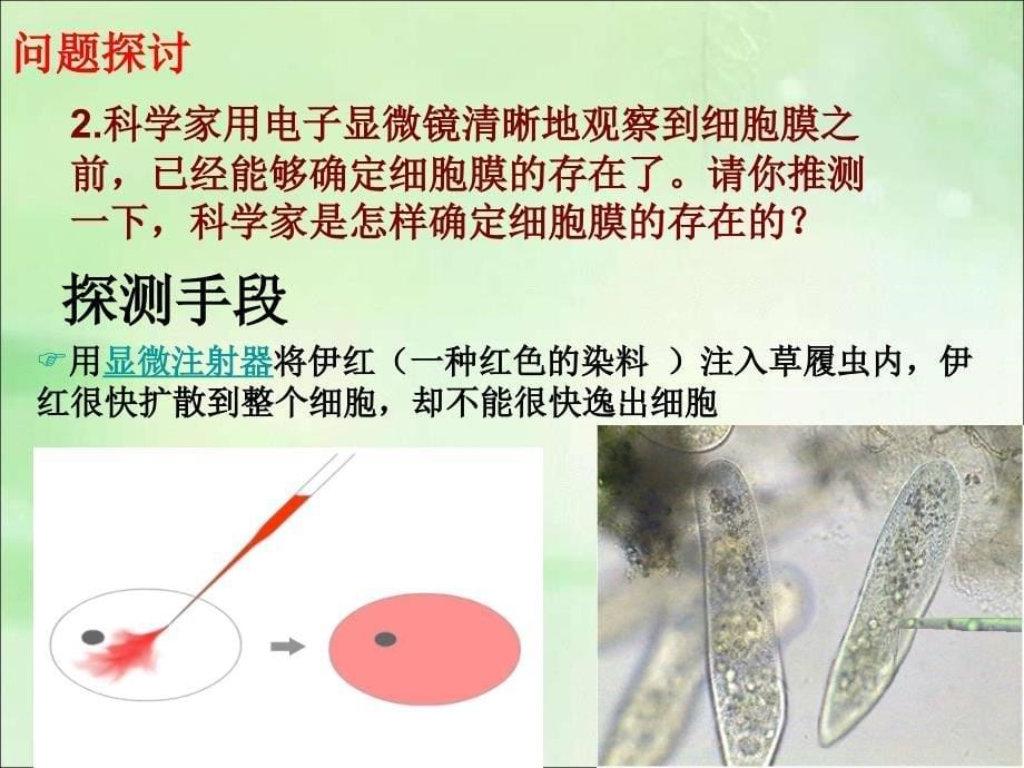 3.1细胞膜—系统的边界课件林红[精选文档]_第5页