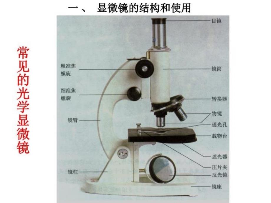 最新实验11细胞的观察和测量PPT课件_第3页