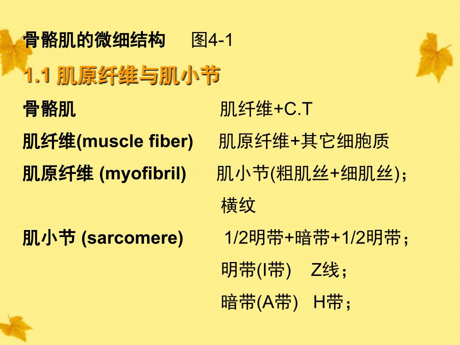 高中生物肌肉的兴奋与收缩奥赛_第3页