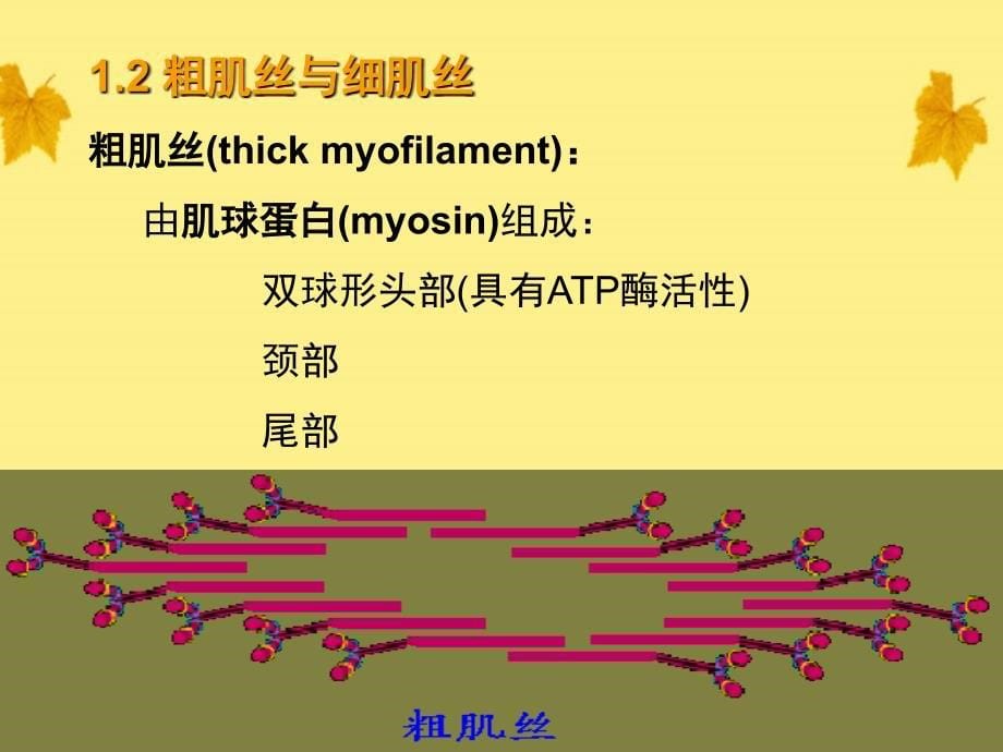 高中生物肌肉的兴奋与收缩奥赛_第5页