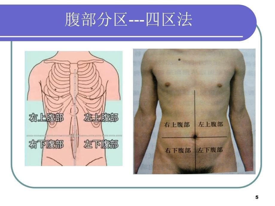 正常腹部查体ppt课件_第5页