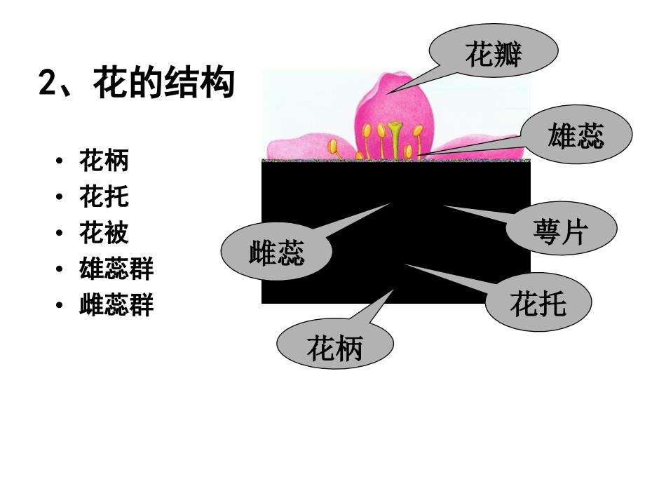 植物学教学课件：Lecture 8 花和花序_第4页