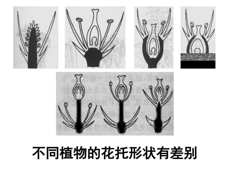 植物学教学课件：Lecture 8 花和花序_第5页