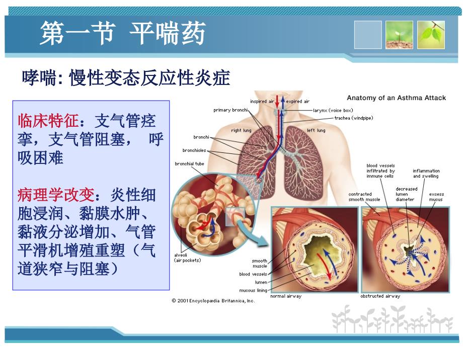 作用于呼吸系统的药物.ppt_第4页