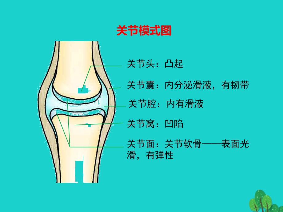 八年级生物上册 第五单元 第二章 动物的运动和行为复习课件2 （新版）新人教版_第3页