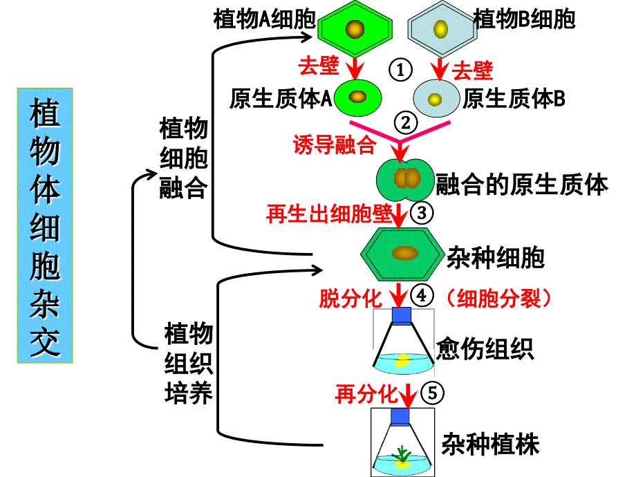 2.1.2植物细胞工程的实际应用2_第3页