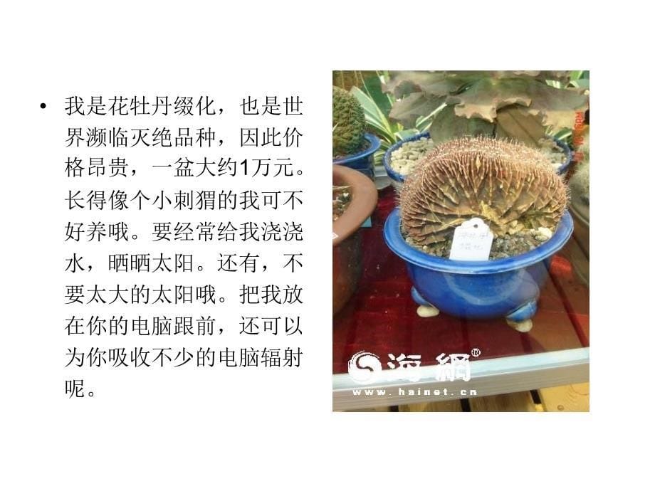 多浆多肉植物观赏_第5页