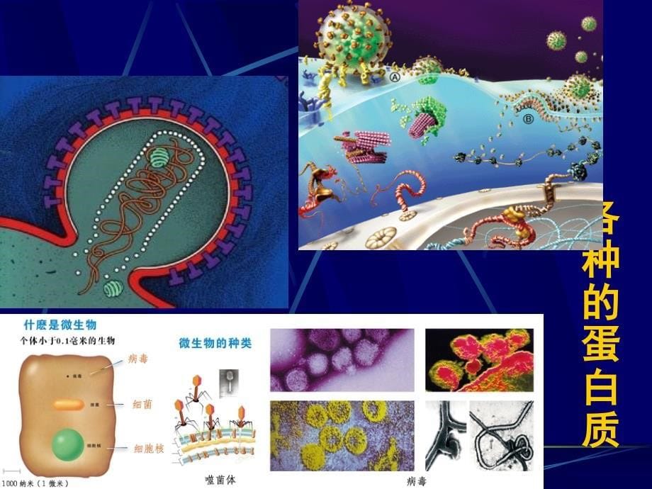 《生命的基础—蛋白质》课件2_第5页