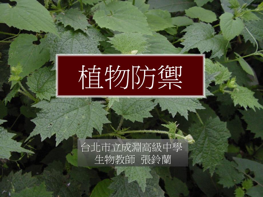 植物面对病虫害的防御机制课件_第1页