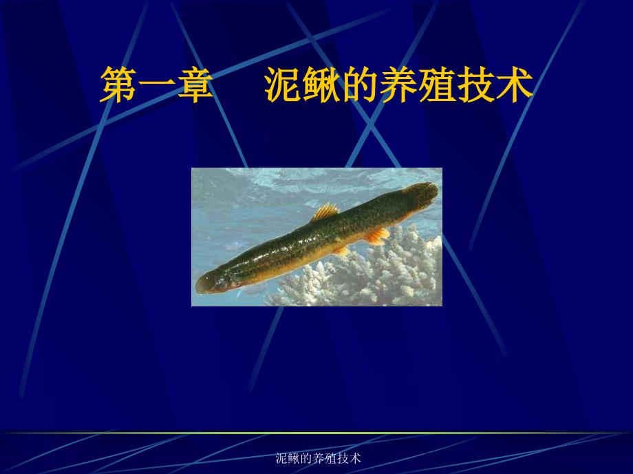 泥鳅的养殖技术课件_第1页