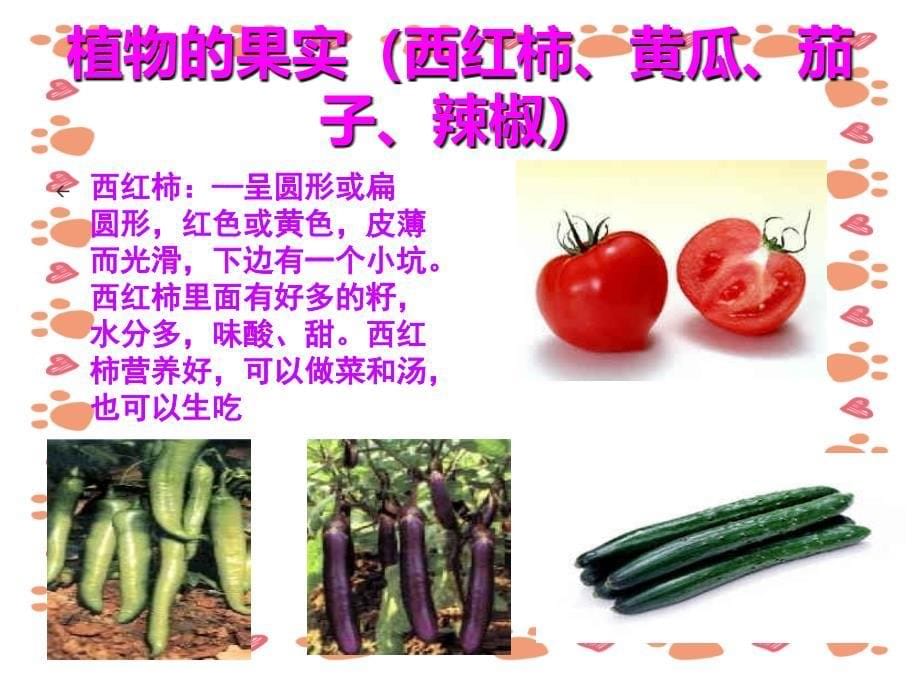 幼儿园科学：蔬菜品种多教学课件_第5页