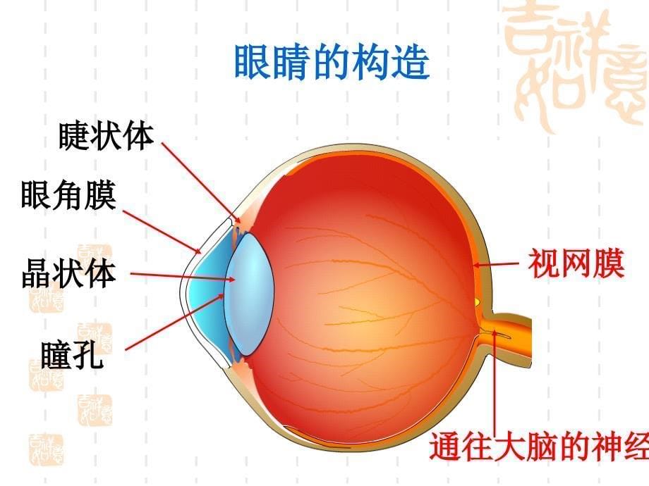 精品课件54眼睛和眼镜_第5页