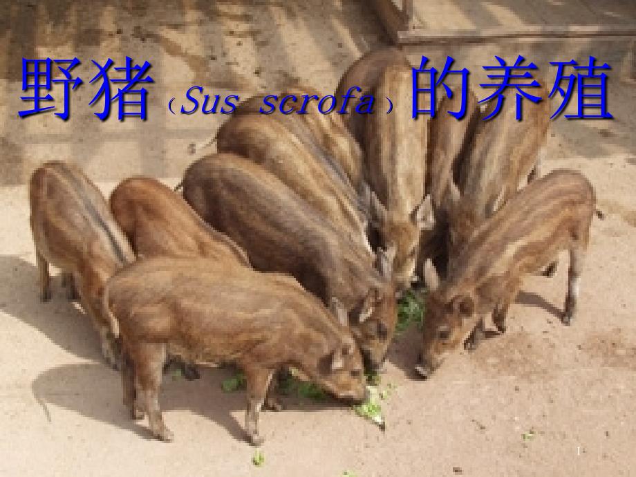野猪的养殖技术_第1页