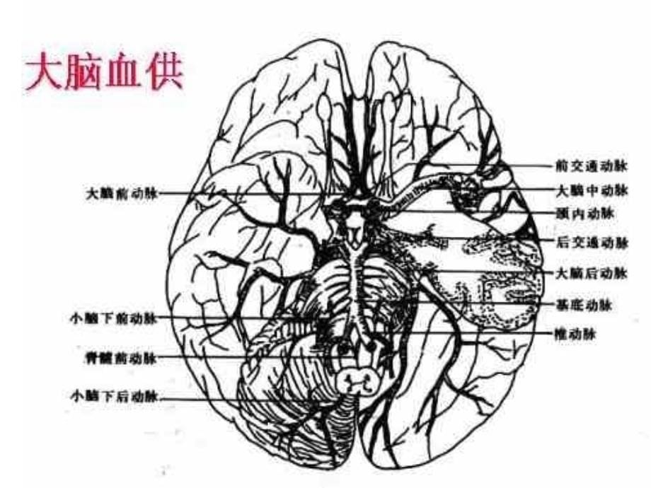 神经系统核医学_第5页