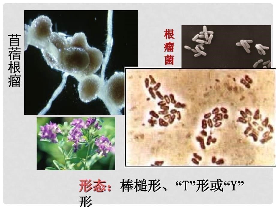 高中生物生物固氮课件旧人教选修_第5页